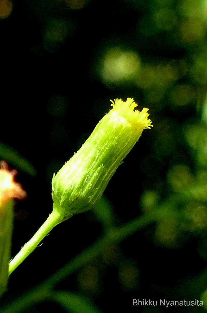 Pluchea paniculata (Willd.) Karthik. & Moorthy